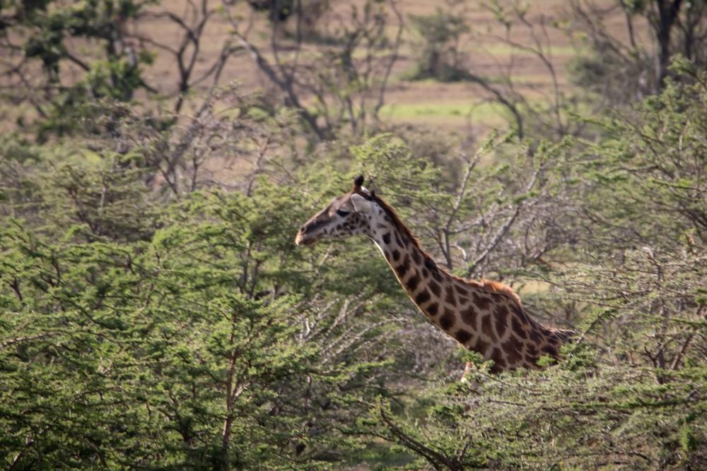 2015-02-27 Masai Mara Day 1 all day 212-Edit