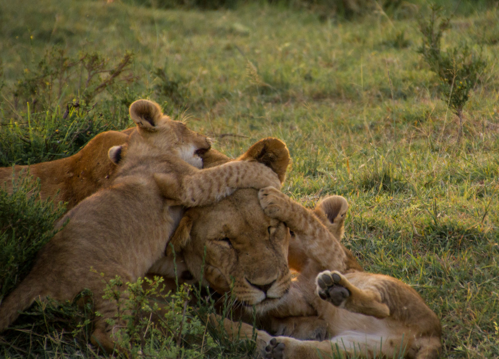 2015-02-28 Masai Mara Day 2- 6 pm 087