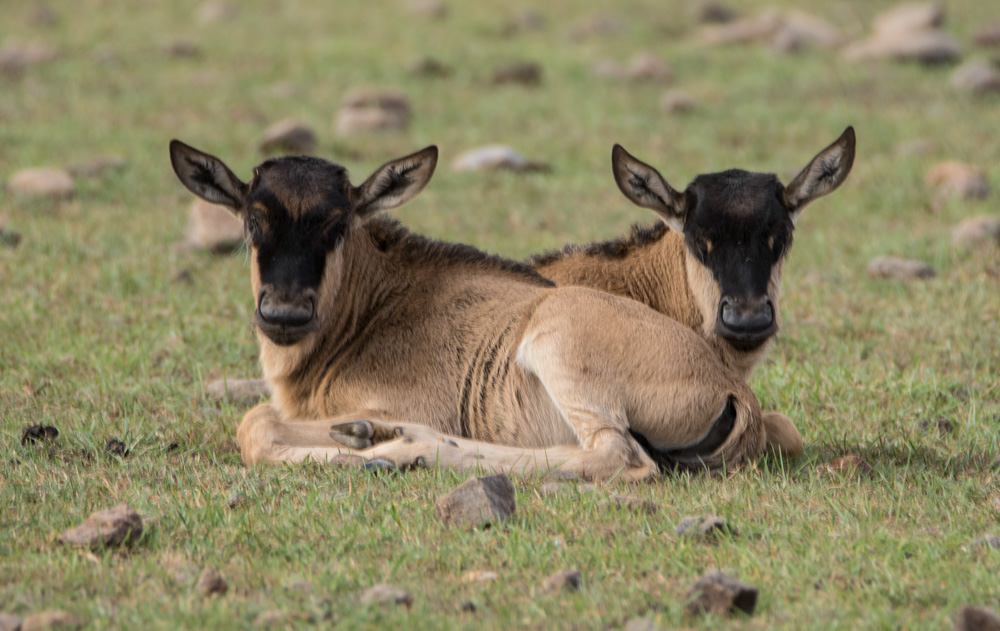 2015-02-28 Masai Mara Day 2 evening 165