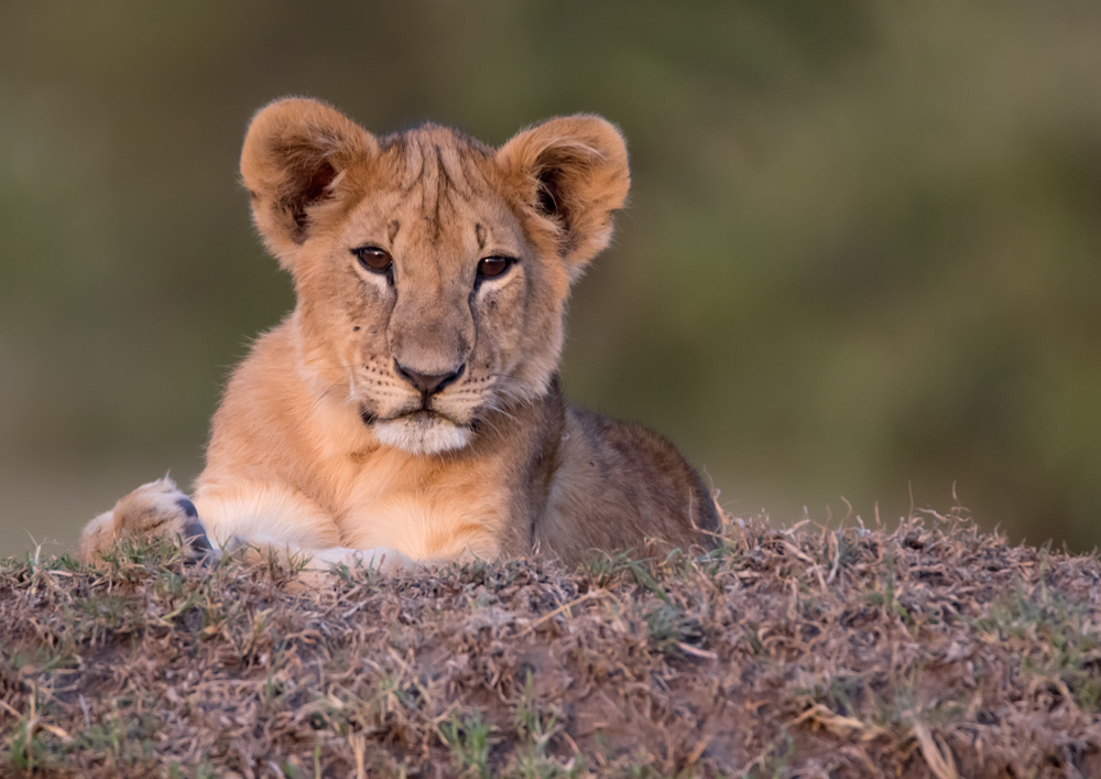 2015-02-28 Masai Mara Day 2 evening 393-Edit