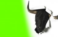 Are You a Bull Rider Without a Bull??