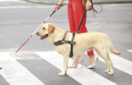 Service Animals in Salons & the Americans with Disabilities Act